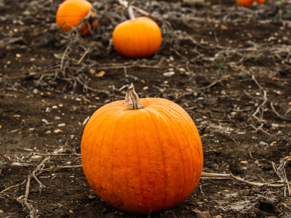 All Saints/Halloween Party and Trunk or Treat